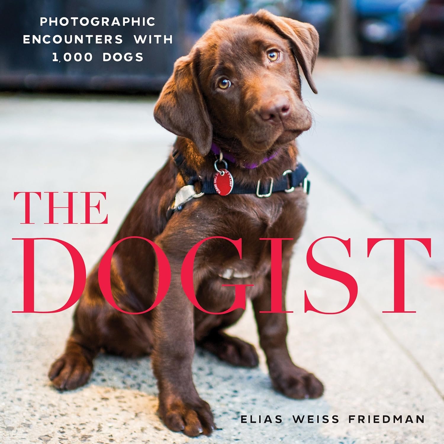 1,000 Unforgettable Dog Portraits to Adore