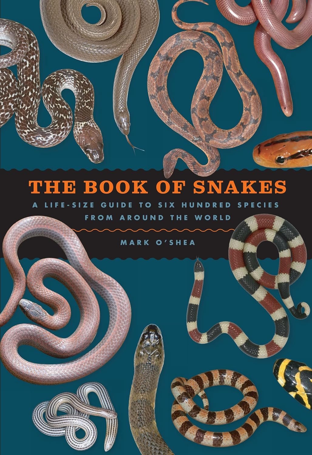 600 Stunning Snake Species: A Visual Journey