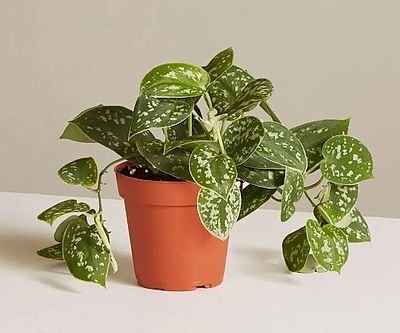 A Low Maintenance Potted Plant