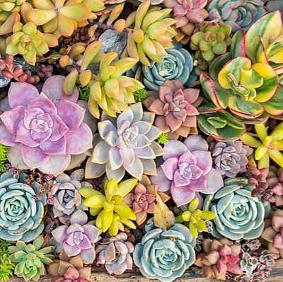 Assorted Live Succulent Plants