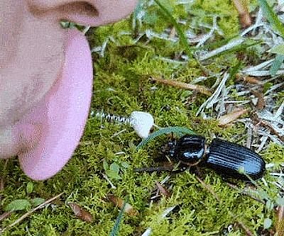 Bugkiss Little Lips For Kissing Bugs