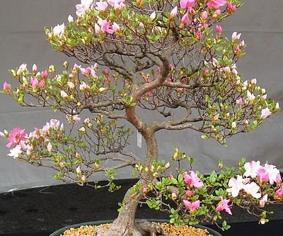 Cherry Blossom Bonsai Seeds