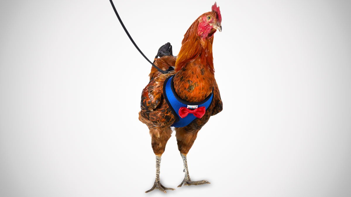 Chicken Harness