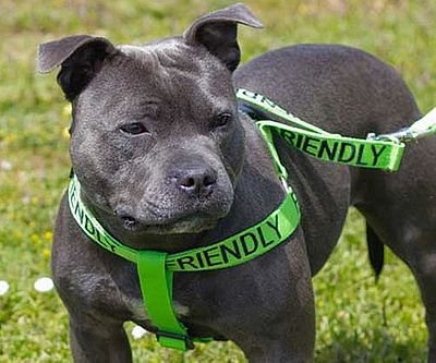 Color Coded Dog Leashes