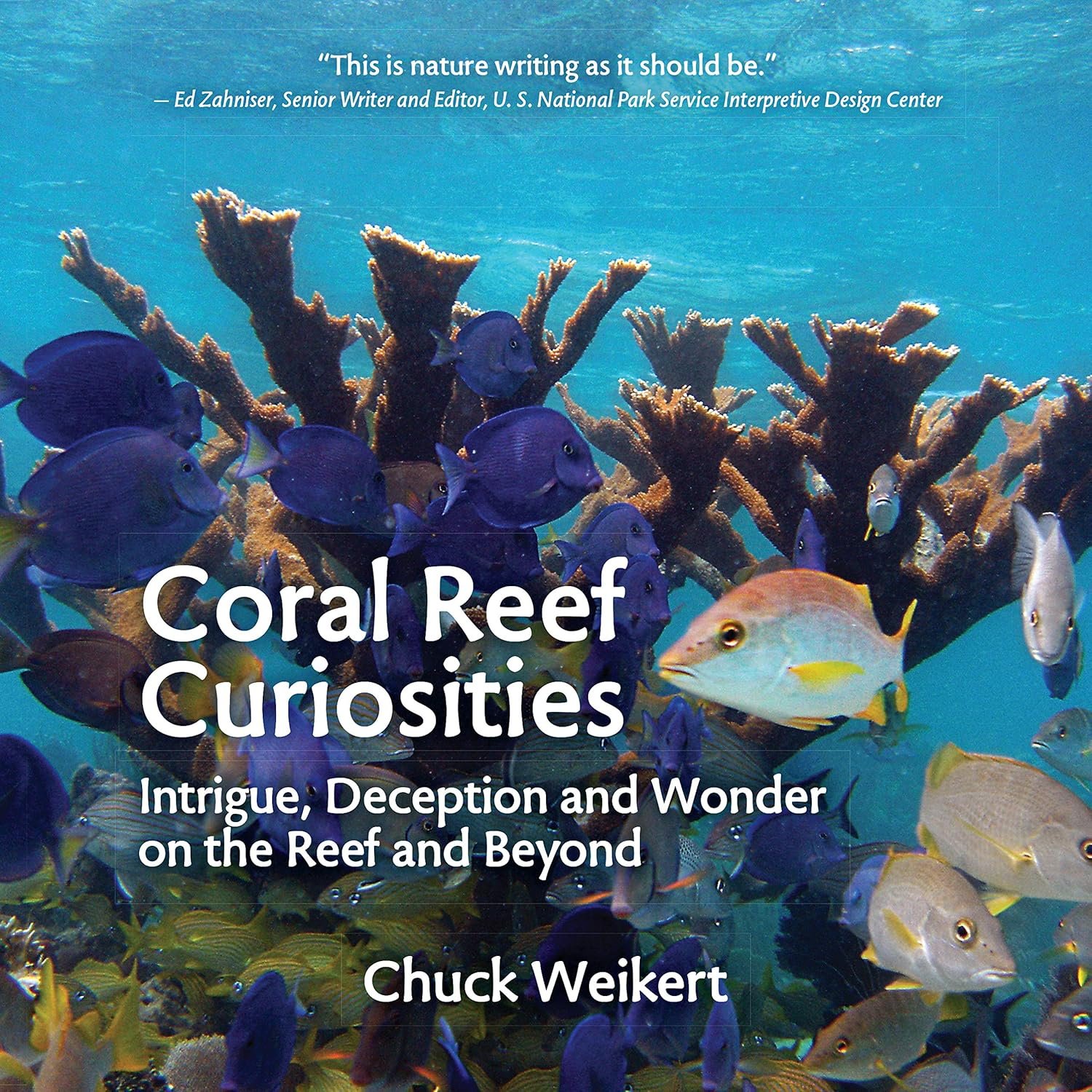 Coral Reef Curiosities: Dive into Nature's Wonders