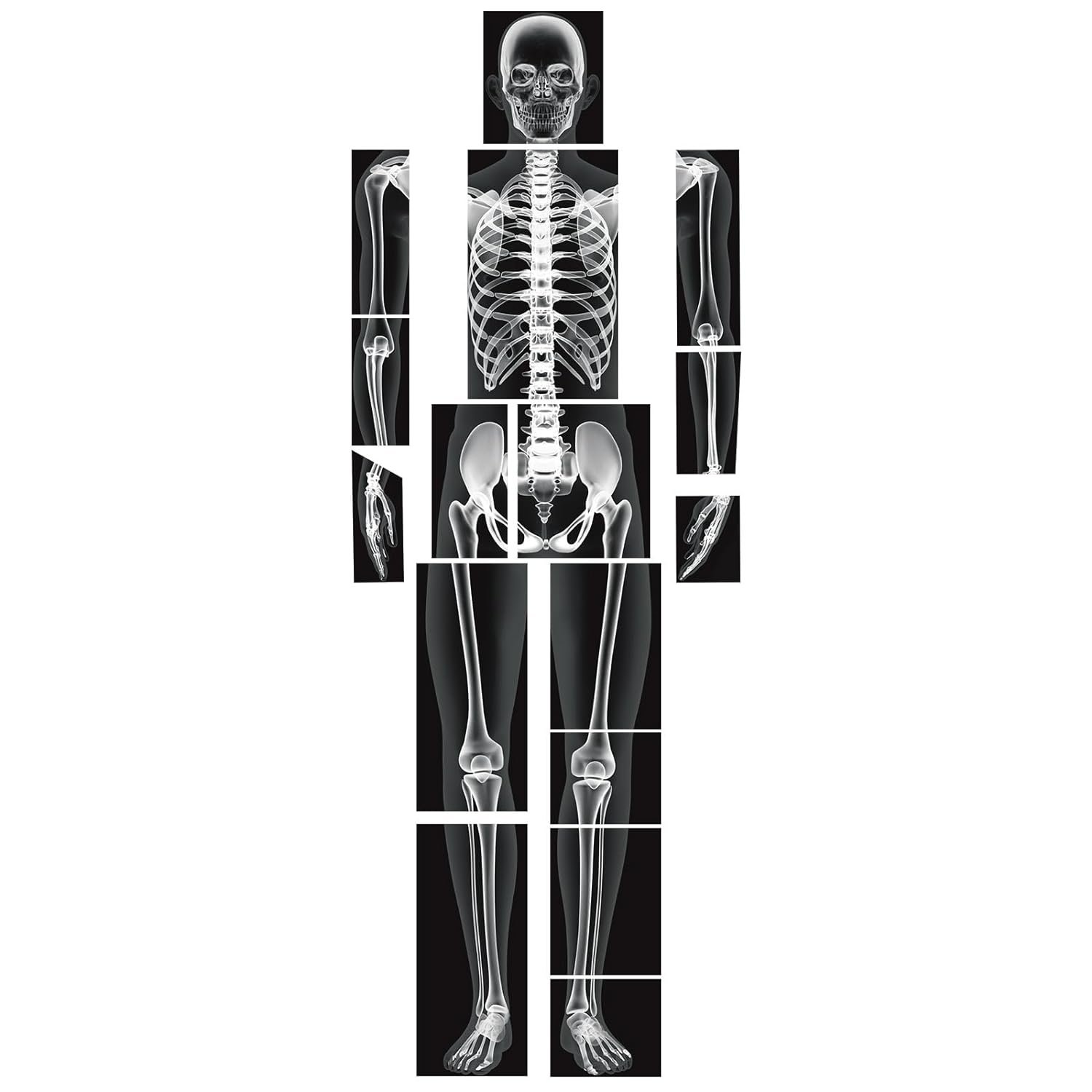 Discover Human Anatomy: 16 X-Ray Sheets for Kids