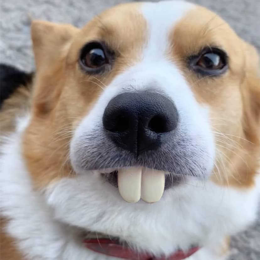 Dog Braces Toy: Hilarious Pet Costume for Picture-Perfect Memes