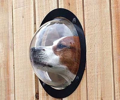 Dog Peek Window
