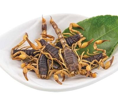 Edible Scorpions