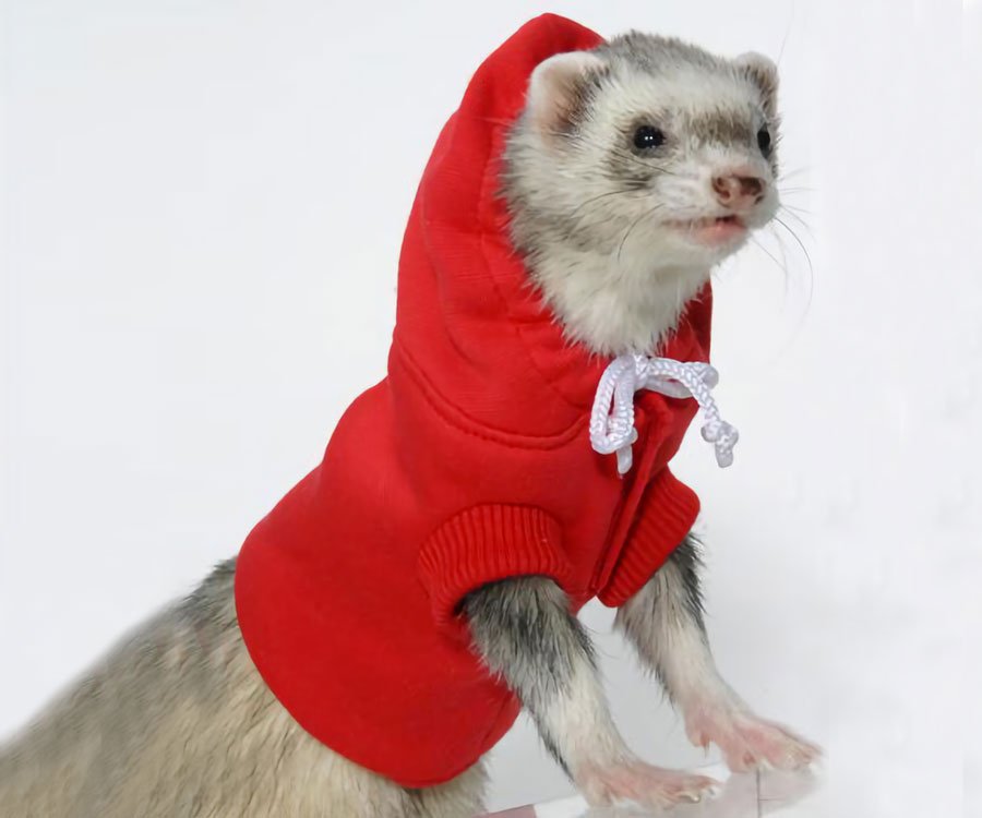 Ferret Hoodie
