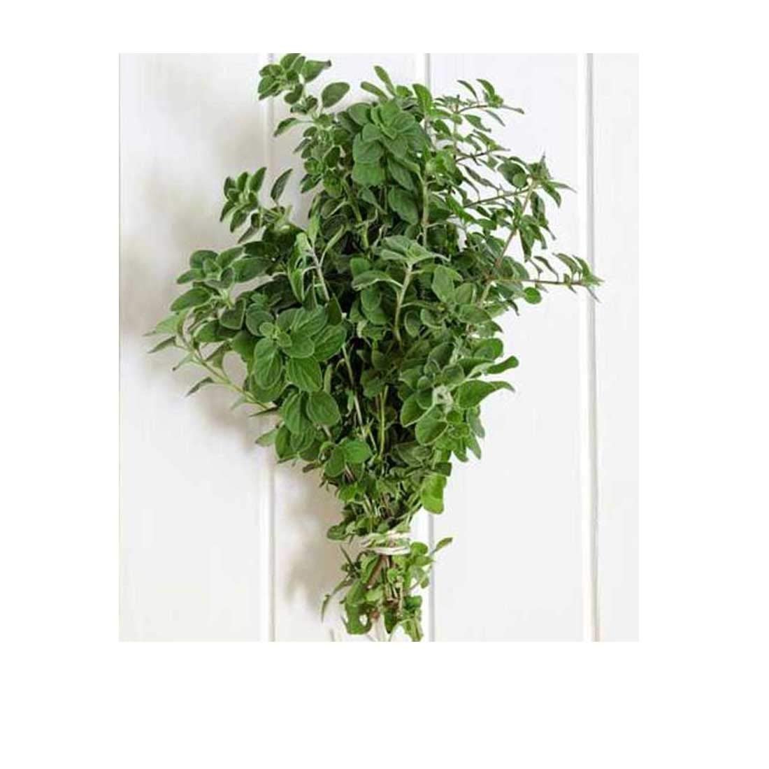 Unlock Flavor with Fresh Oregano - Delightful Herb Bunches