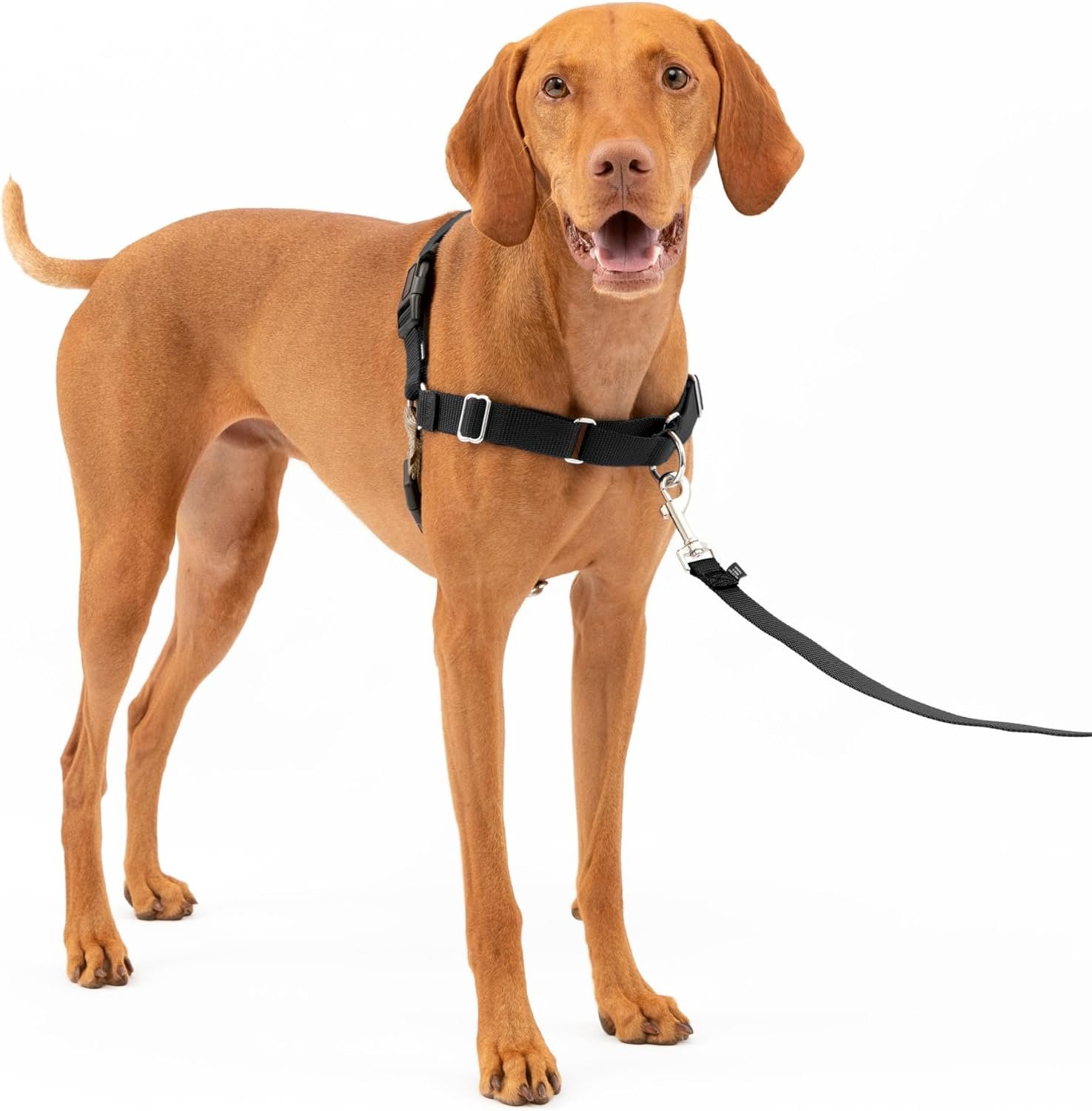 Gentle No-Pull Harness for Stress-Free Dog Walks