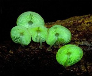 Glow-in-the-Dark Mushroom Garden