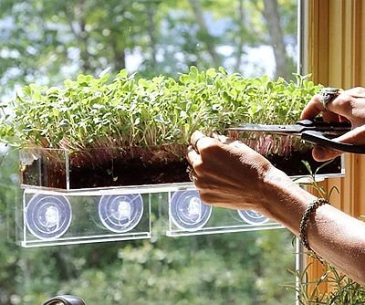 Grow ‘n Serve Microgreens Window Kit