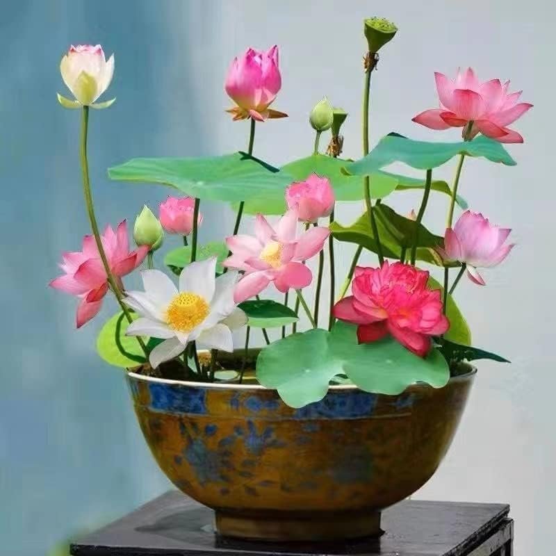 Grow Your Own Beautiful Lotus Flowers