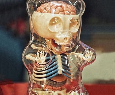 Gummy Bear Anatomy Model