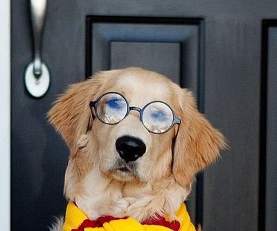 Harry Potter's Glasses
