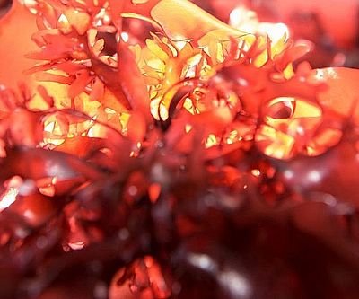 Healthy Bacon Flavored Seaweed