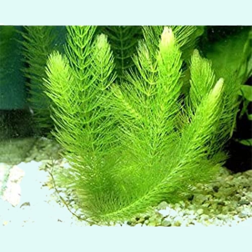 Live Aquarium Hornwort - The Perfect Oxygenator