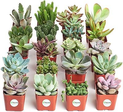 Live Succulent Plants