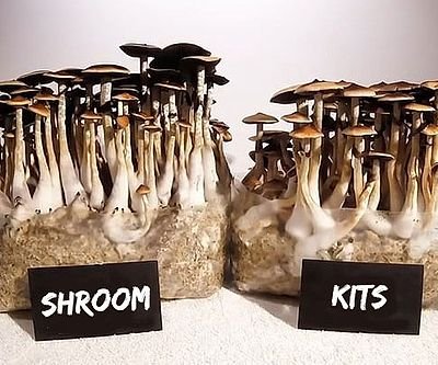 Magical Mushroom Grow Kit