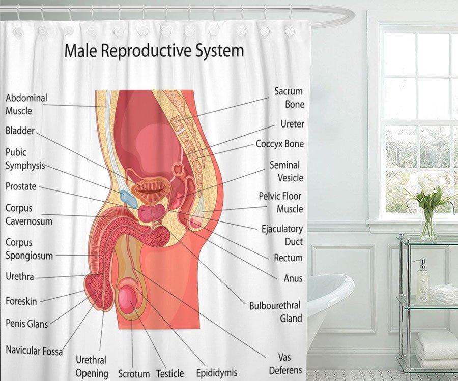 Male Reproductive System Shower Curtain