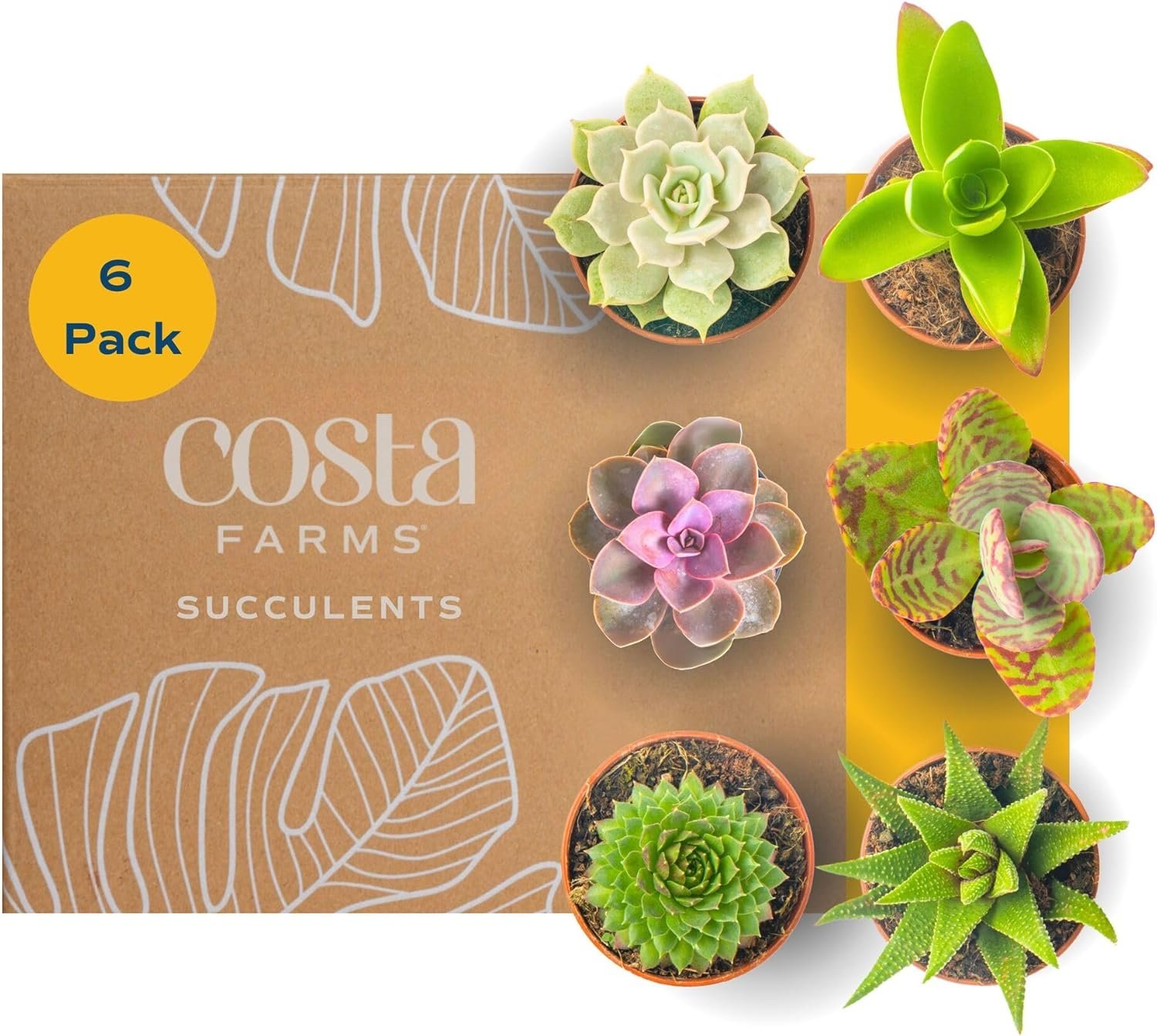 Mini Succulents 6-Pack: Easy Indoor Greenery