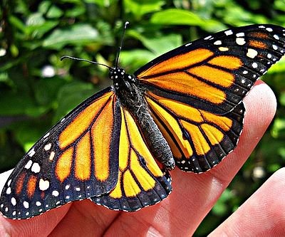 Monarch Butterfly Habitat Kit