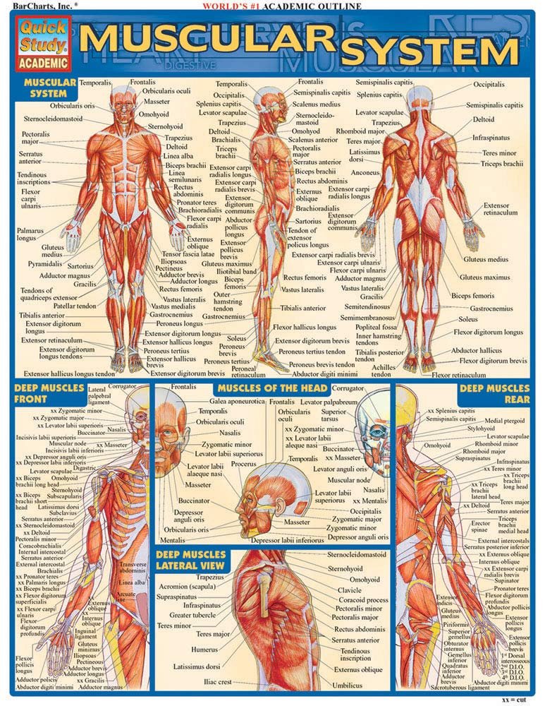 Muscular System QuickStudy Reference Chart
