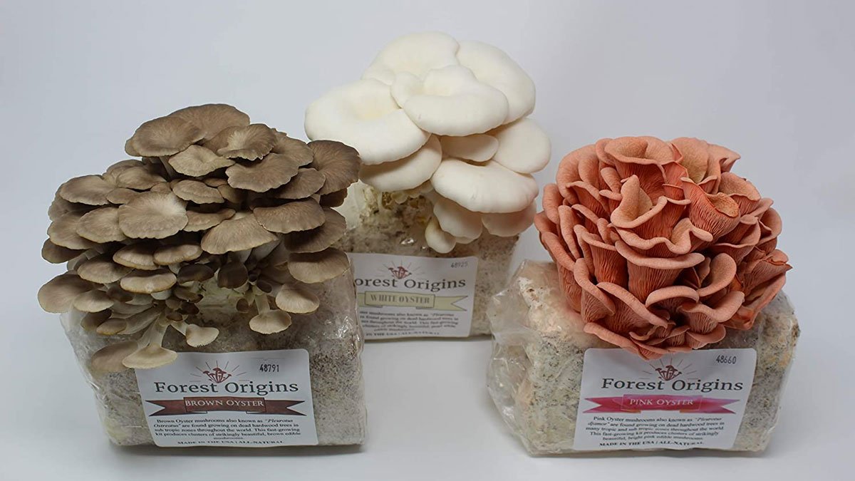 Mushroom Trio Grow Kit