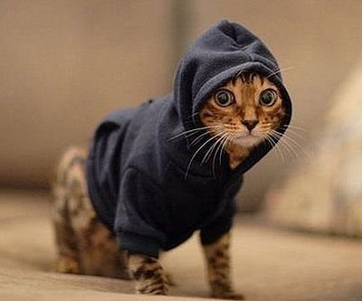 Pet Hoodie