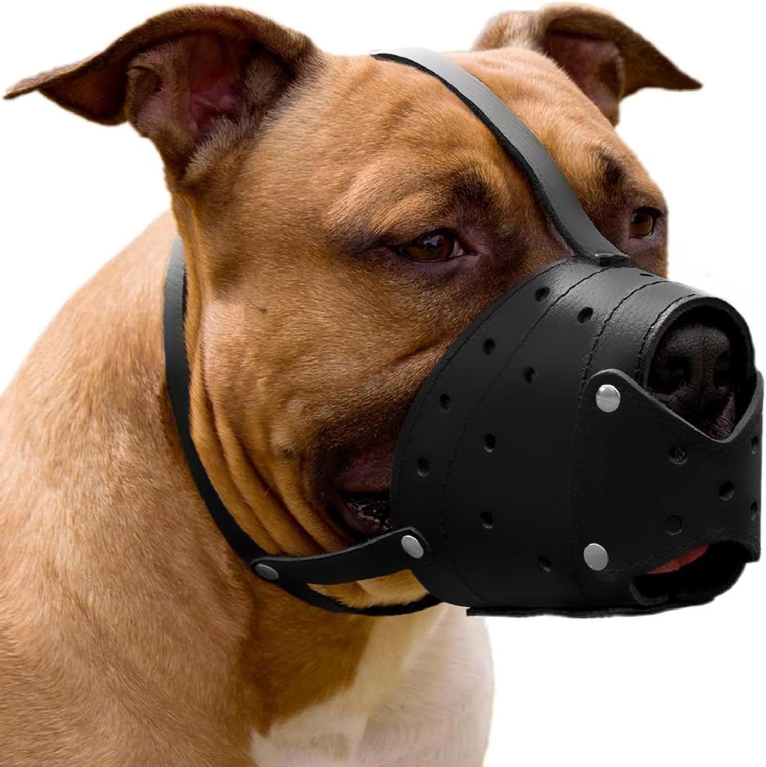 Premium Leather Muzzle for Strong Dog Training