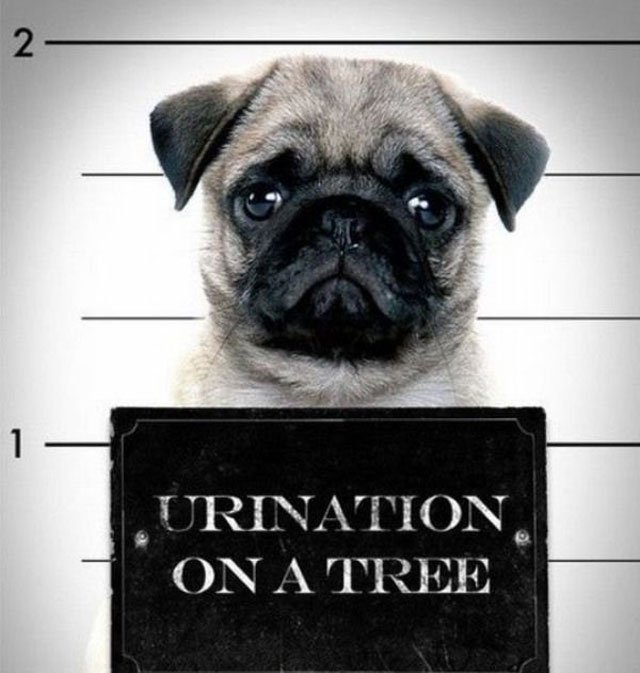 Pug Mugs: Good Pugs Gone Bad