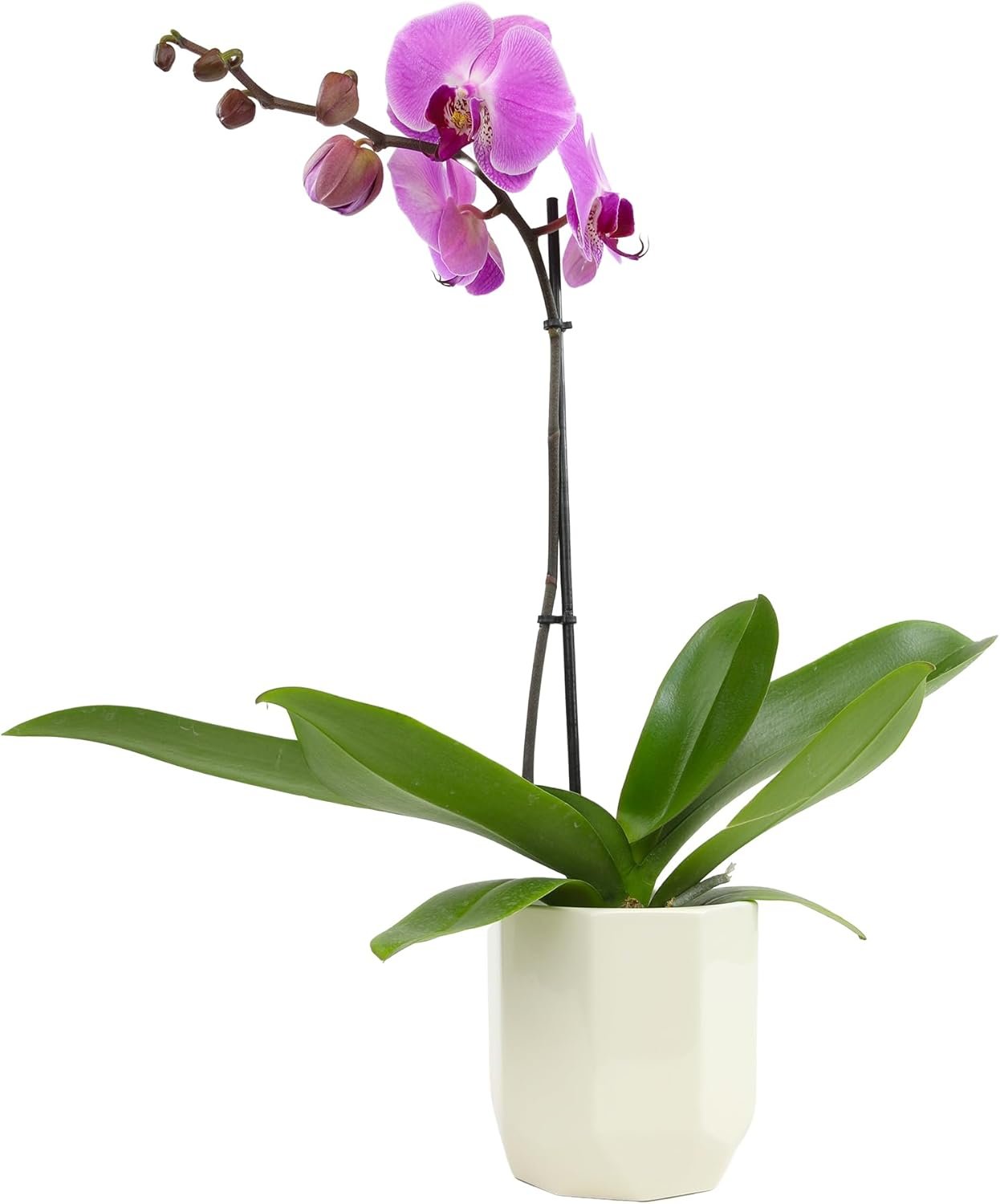 Stunning Purple Orchid: Low-Maintenance Indoor Beauty for 2-3 Months of Blooms