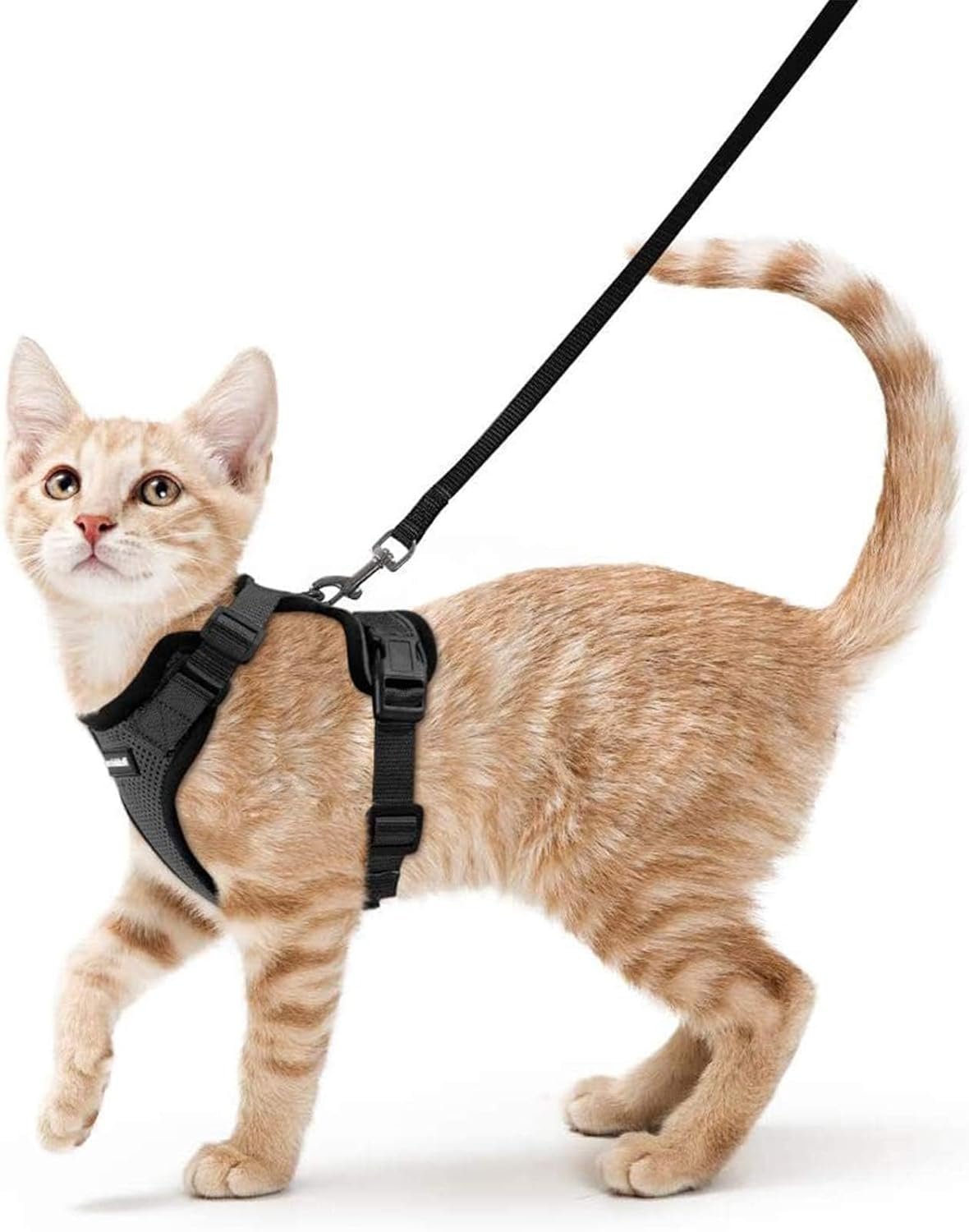 Adventure Awaits with the rabbitgoo Cat Harness and Leash