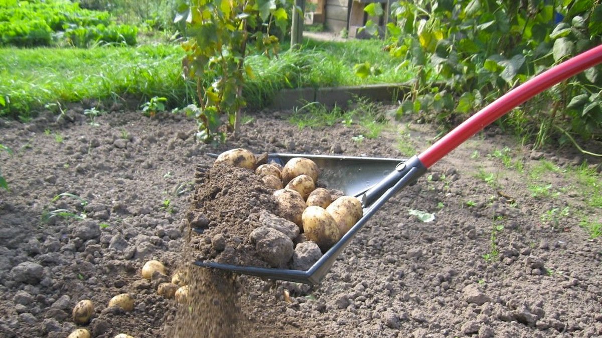 Rake Assassin Rake/Shovel Combo Tool