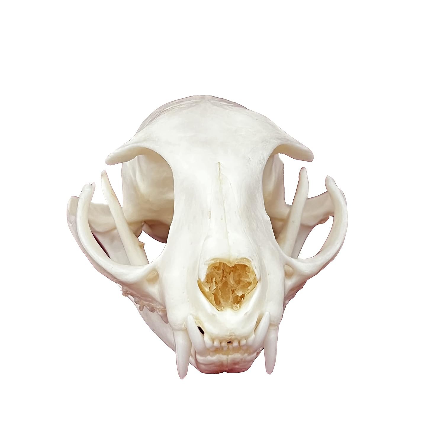 Authentic Animal Skull Collection for Science Study