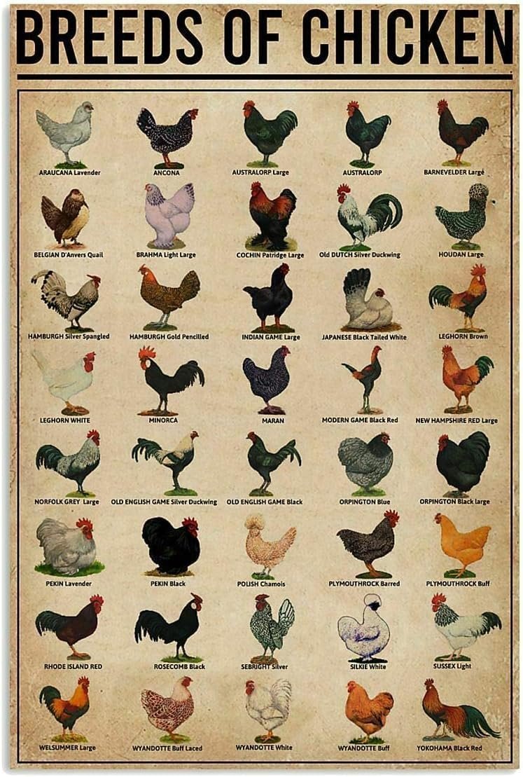 Retro Chicken Breeds Metal Sign - 8x12 Vintage Wall Decor