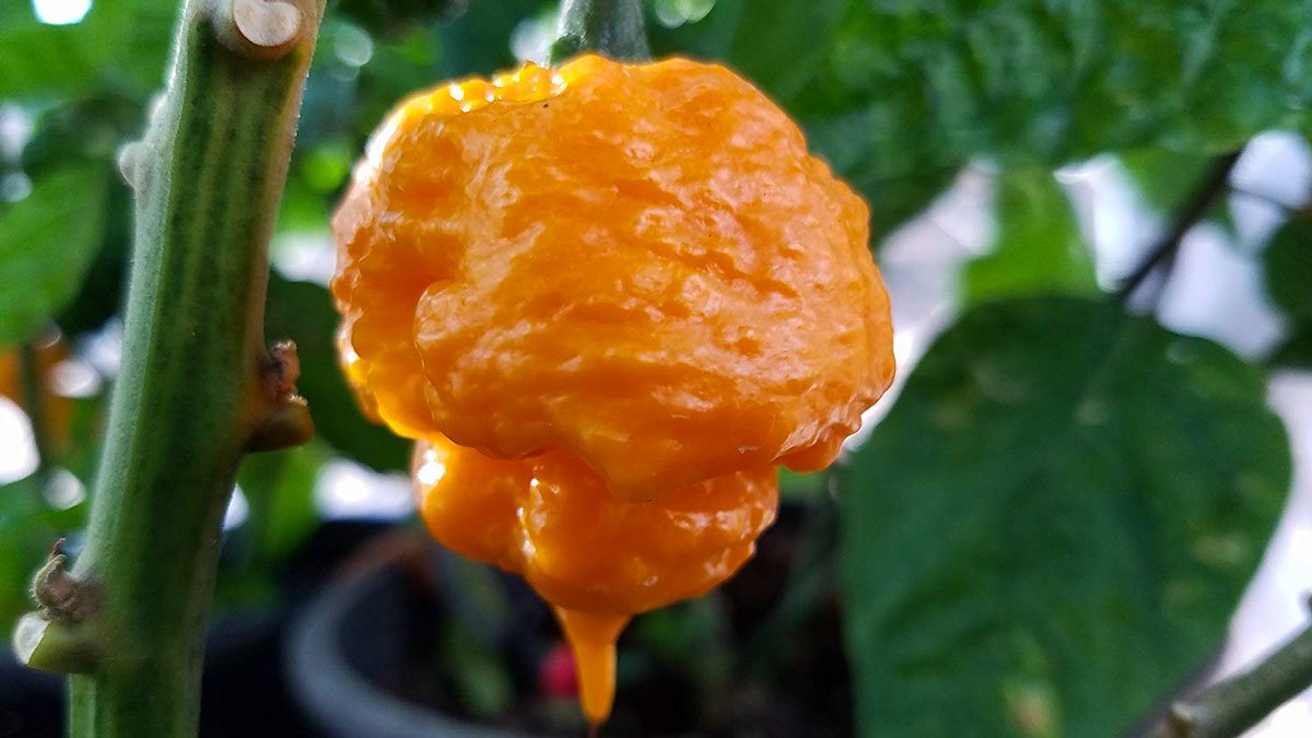 Scotch Brains Hot Pepper Seeds