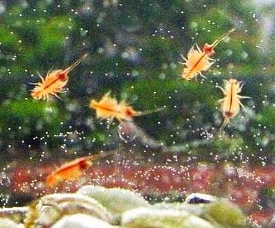 Sea Monkeys Starter Kit