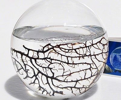 Self-Sustaining Ecosystem