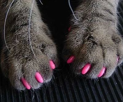 Soft Cat Claws