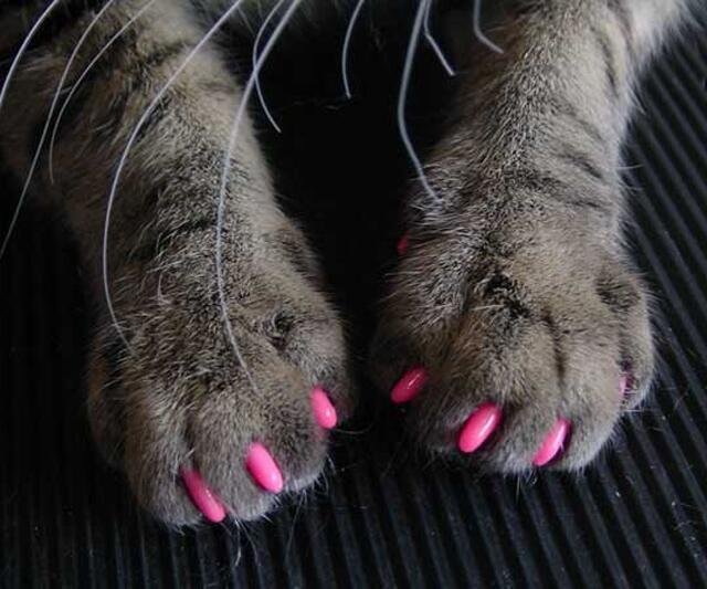 Soft Claws for Cats - Anti-Scratching Aid