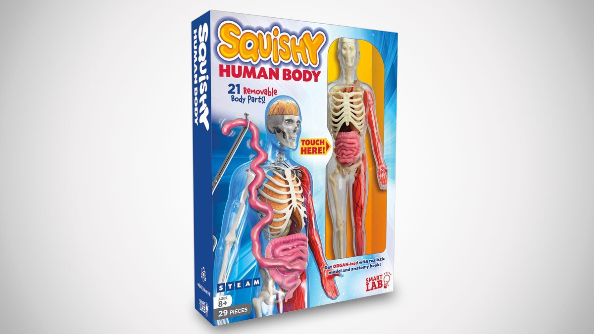 Squishy Human Body 3D Anatomy Puzzle