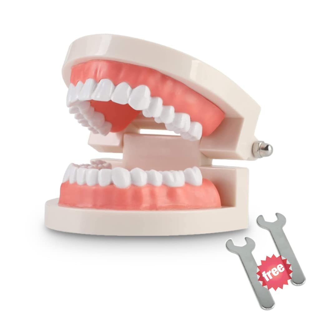 Standard Typodont Teeth Model for Dental Education