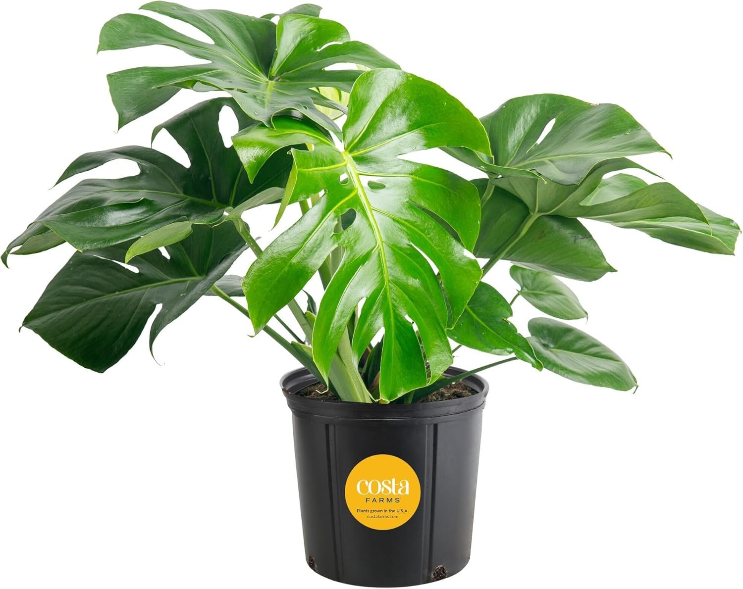 Stunning Monstera Plant: Lush Indoor Greenery for Home & Office