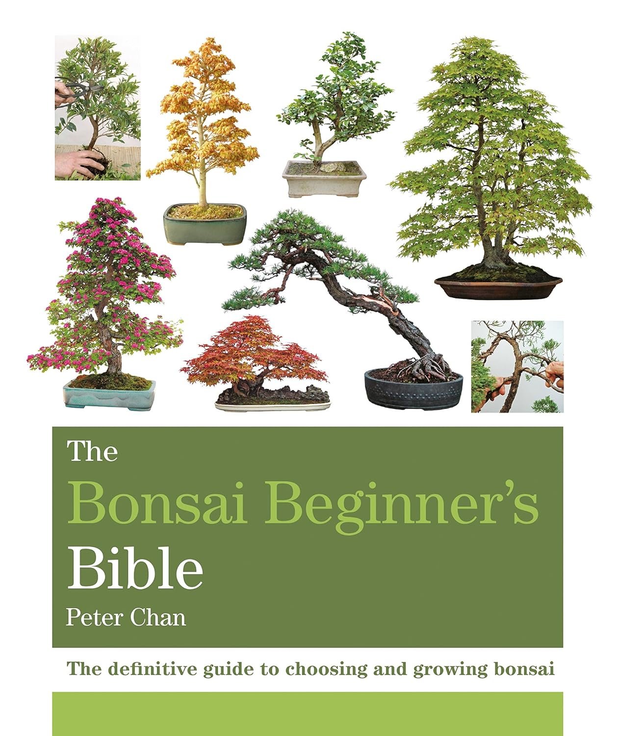 The Ultimate Bonsai Growing Guide