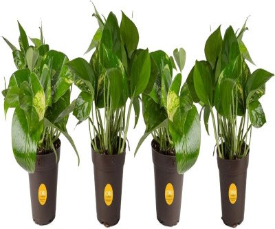 Air Purifying Pothos Plants - 4 Pack Easy Care