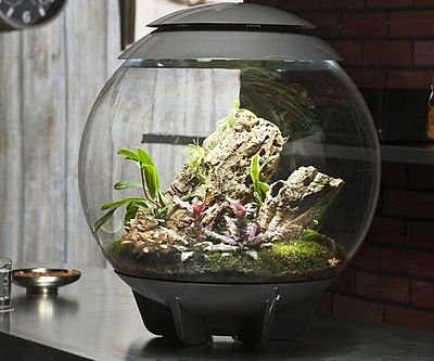 Air Terrarium