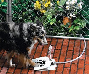 Bow Wow Water Fountain